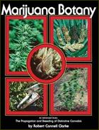 www.kindgreenbuds.com