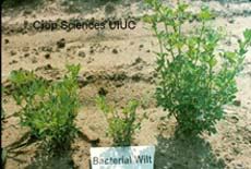 BW-plant-small.jpg