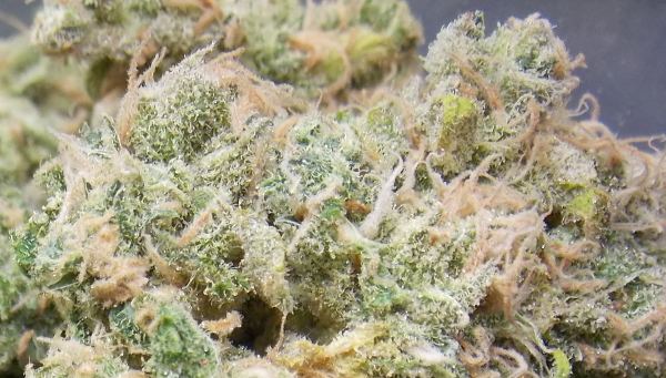 Twista-still-too-green600x300.jpg