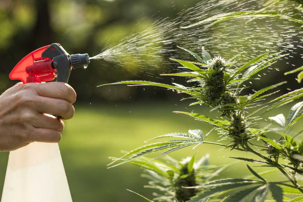 weedmania420.com