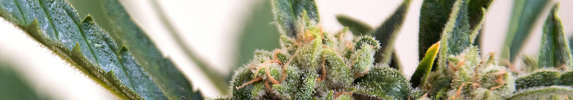 www.docksidecannabis.com