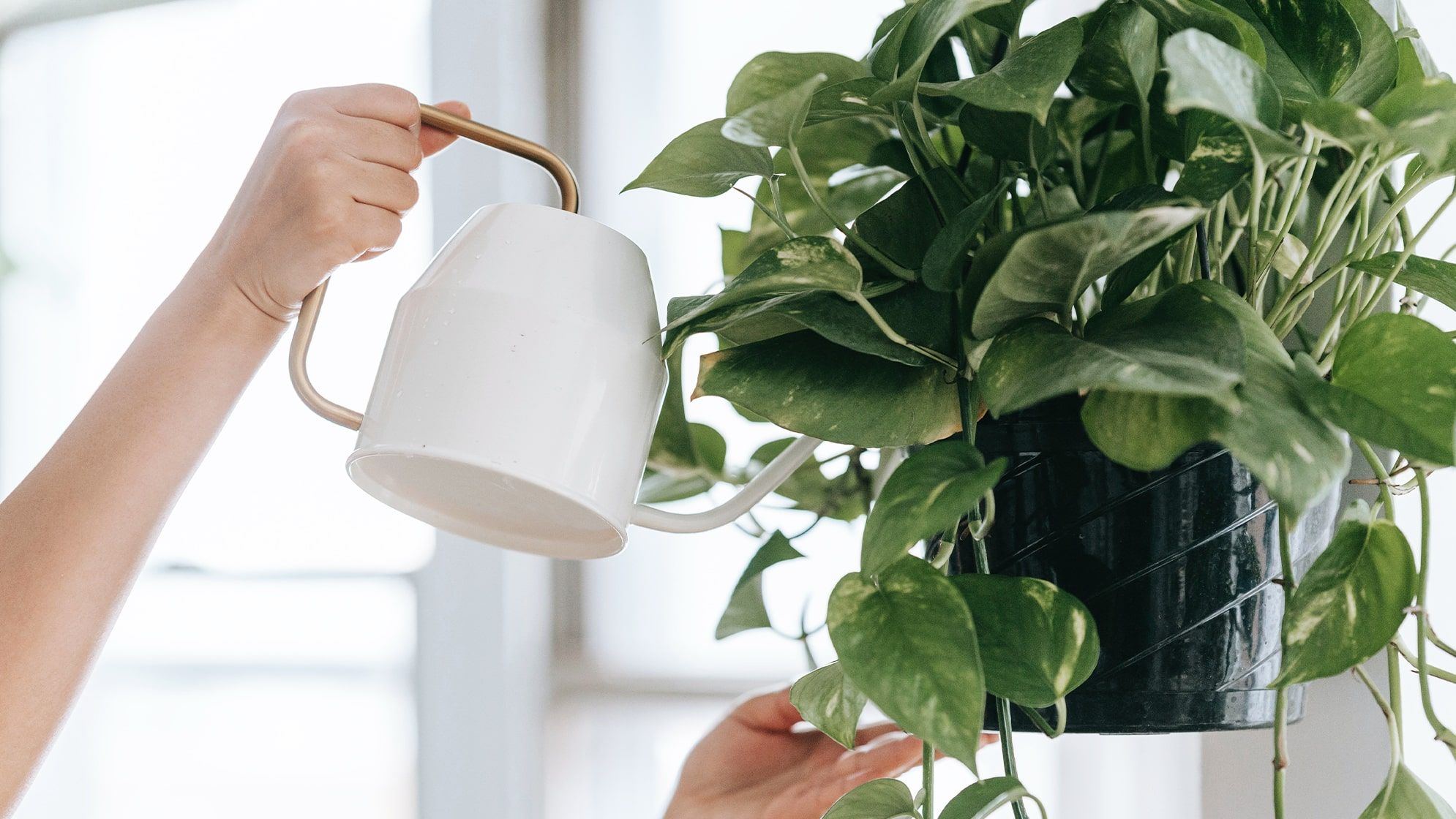 www.patchplants.com