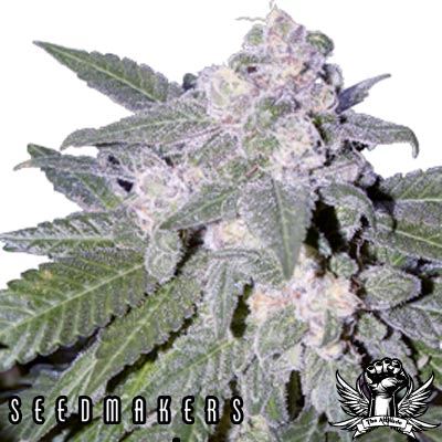 Seedmakers-Auto-blue.jpg