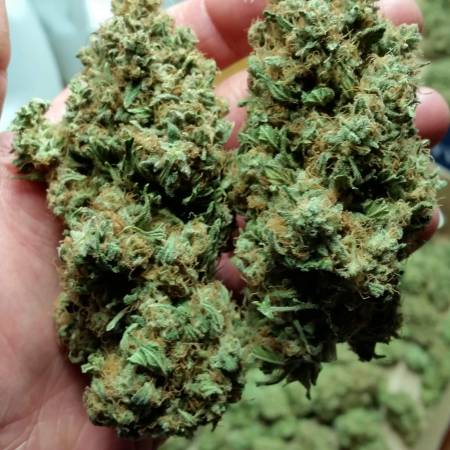 growdiaries.com