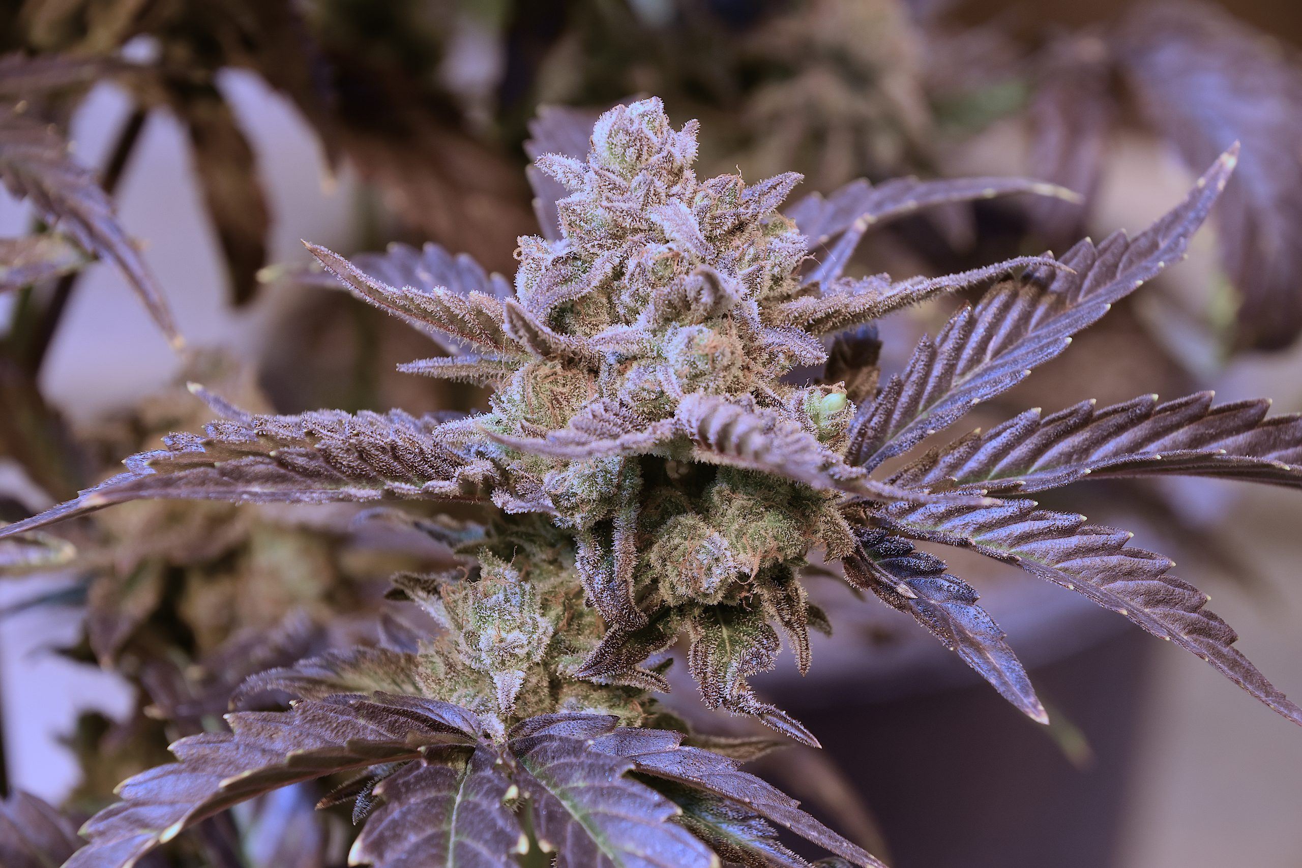 www.speedrunseeds.com