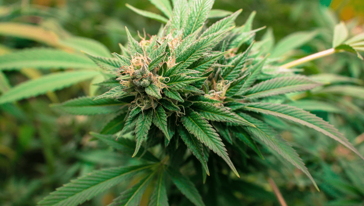 2fast4buds.com