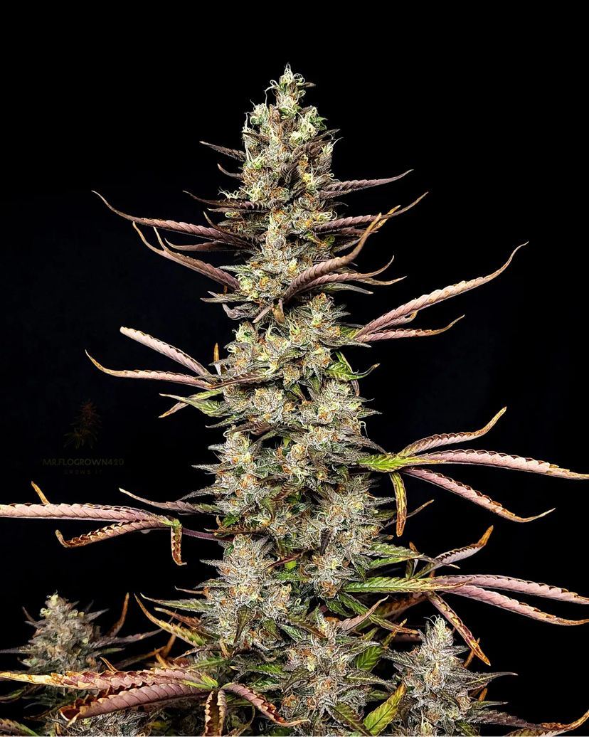 nightowlseeds.com
