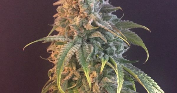 bcseedking.com