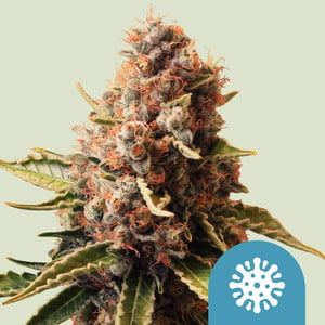 www.royalqueenseeds.com