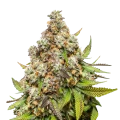weedseedsexpress.com