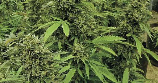 www.humboldtseeds.net