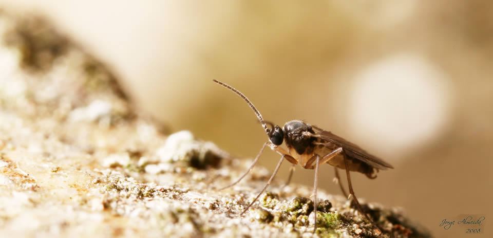 fungus-gnat1.jpg