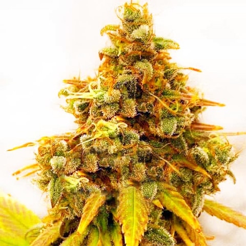 kindseed.com