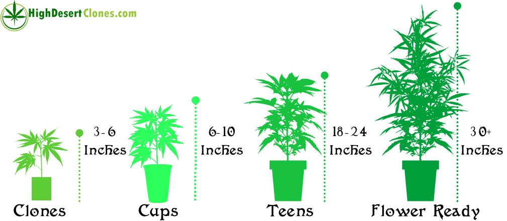 sizechart.jpg