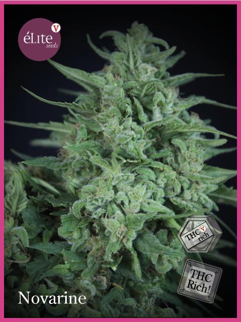 eliteseeds.com