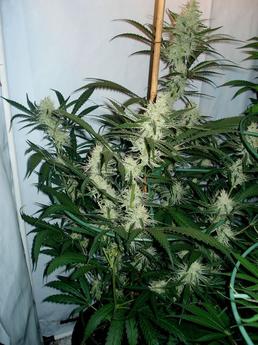 11133Amnesia6weeksa.jpg