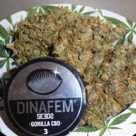 growdiaries.com
