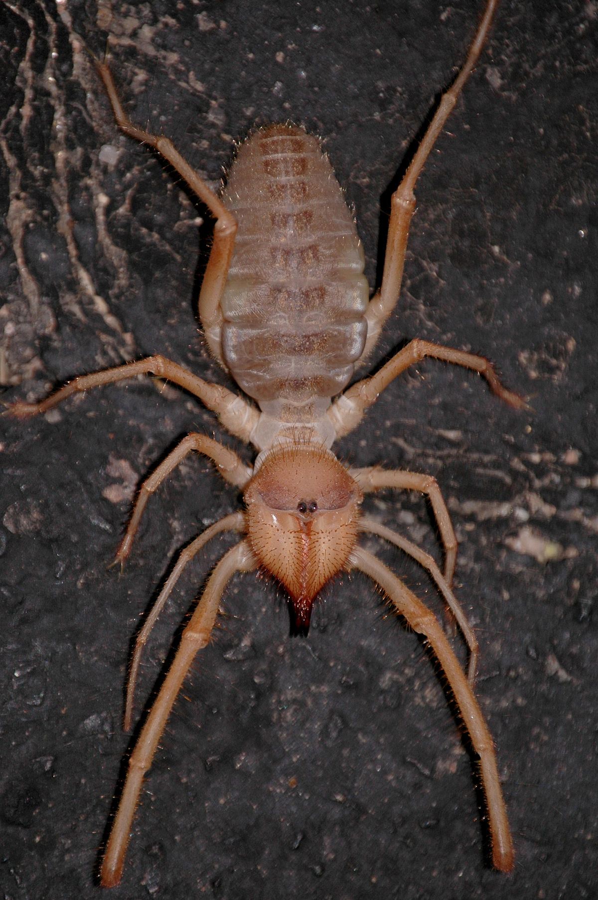 1200px-Sunspider.jpg