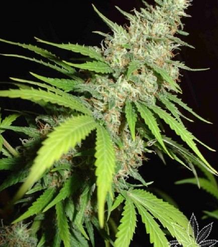 www.cannaconnection.com