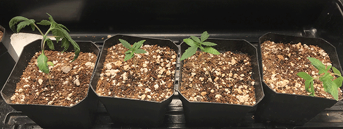 AllPlantsWilt.png