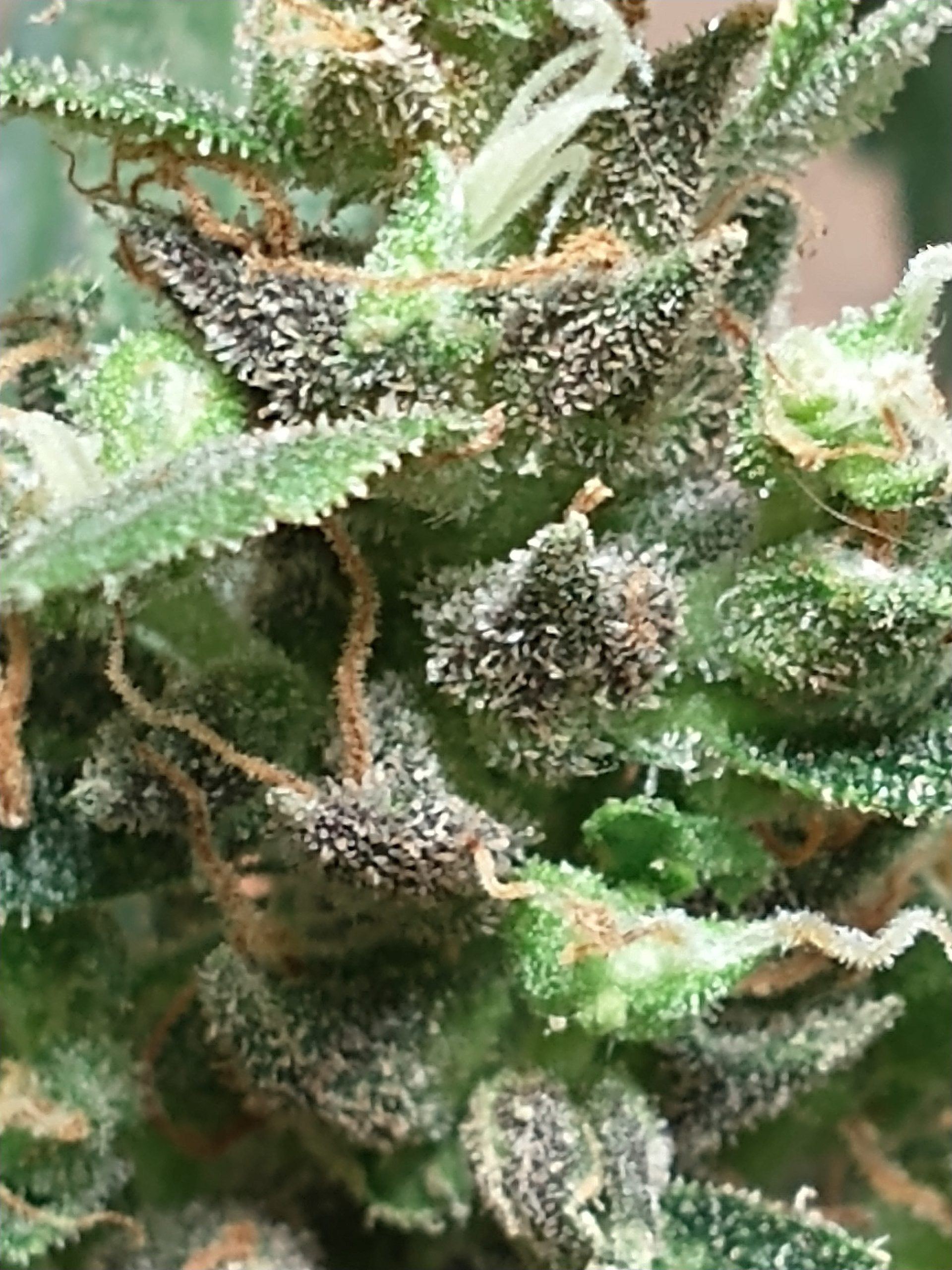 marijuanaseedconnect.com
