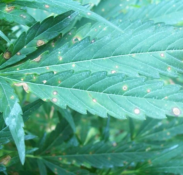 septoria.jpg