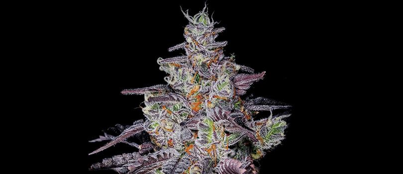 Sundae-Driver-Seeds-Strain-Description.jpg
