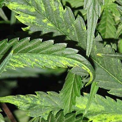 tobacco_mosaic_virus_weed.jpg