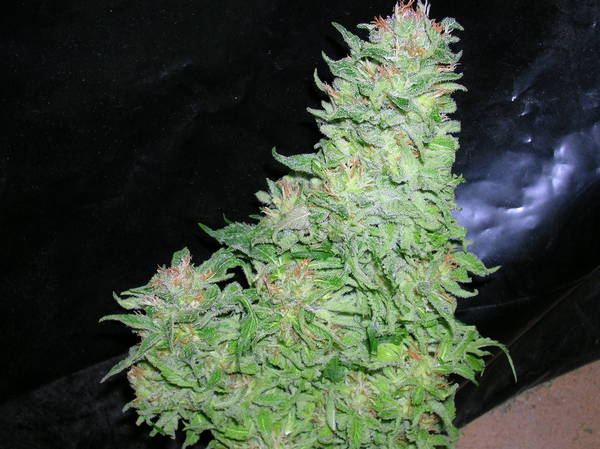 Harvest_029.jpg