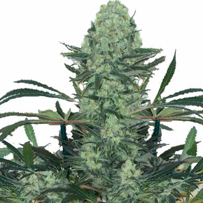 thebcsc.com