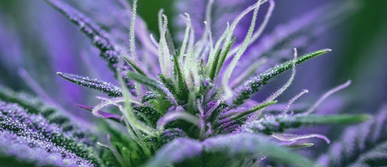 www.cannaconnection.com