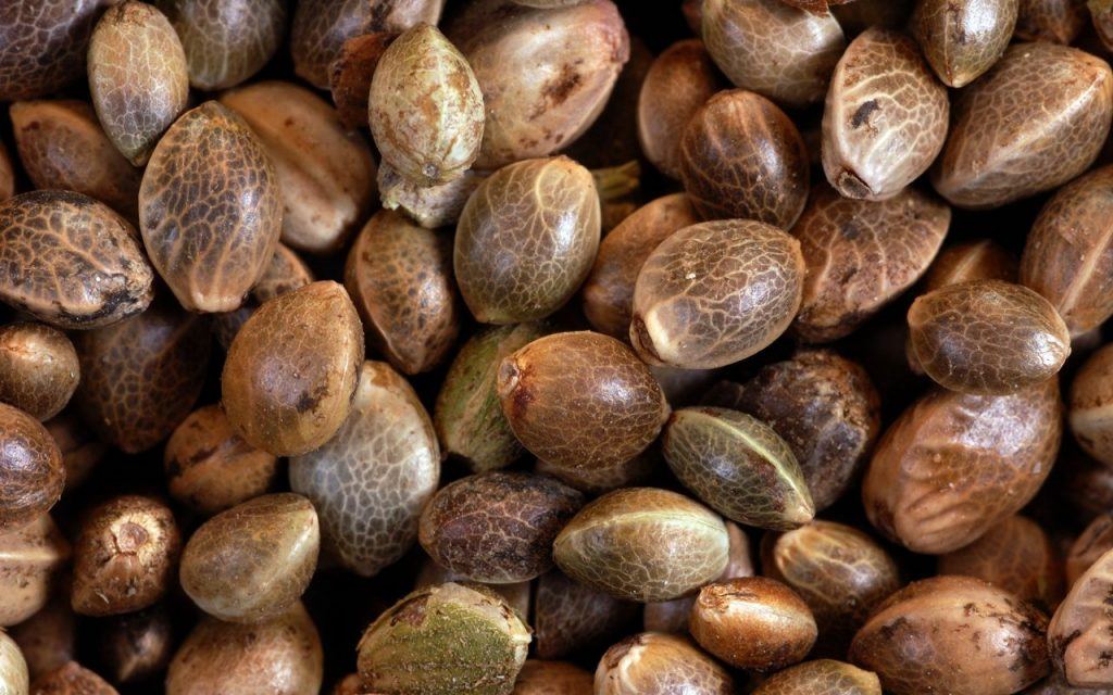 cannabis-seeds-1024x640.jpg