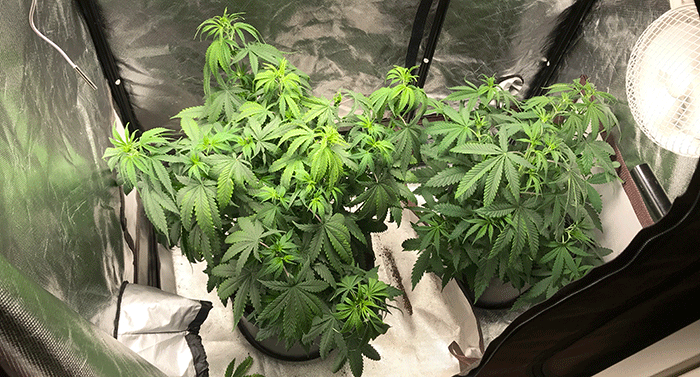 allplantsweek8.gif