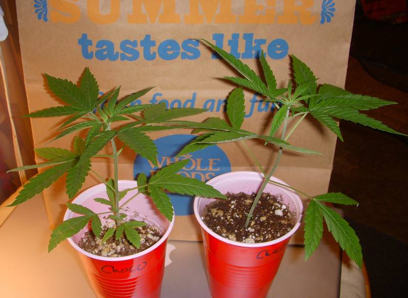 Chocolope3weekVeg.JPG