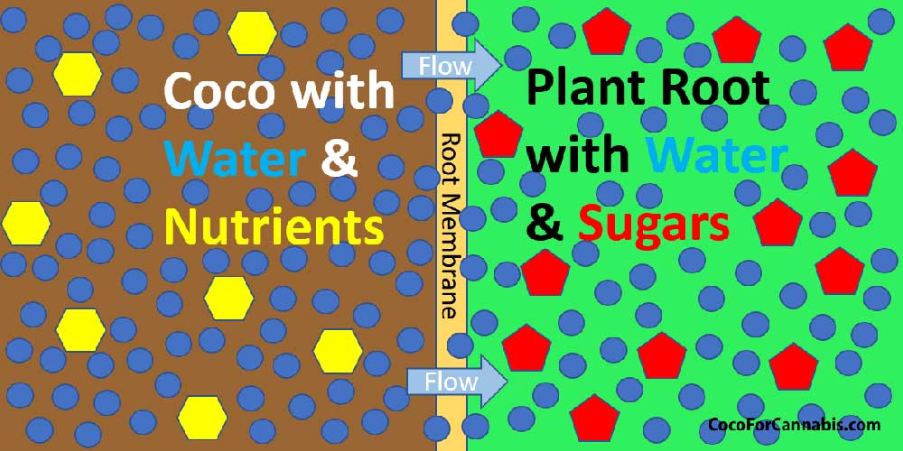 www.cocoforcannabis.com