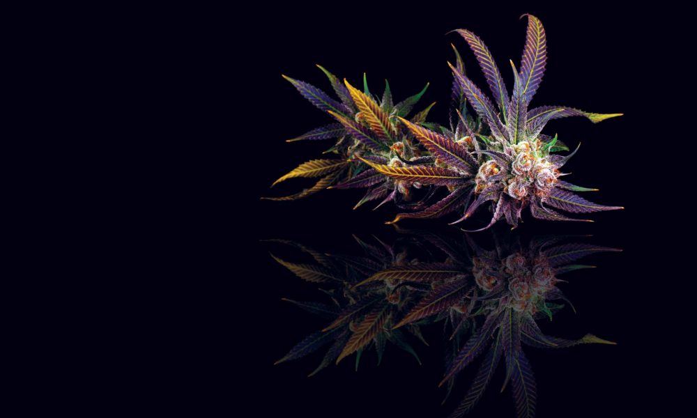 cannabisnow.com
