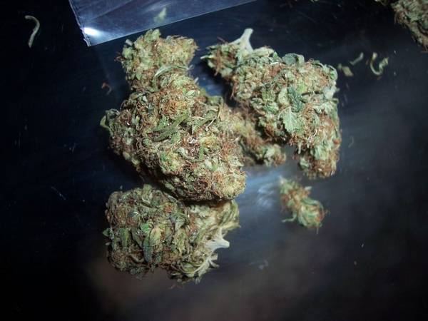 Commerical_bud2_9_08.jpg