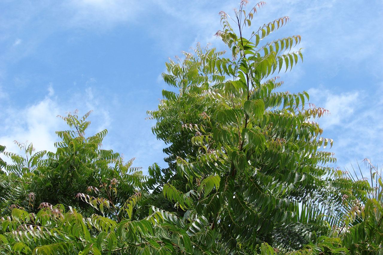 www.cleanairgardening.com