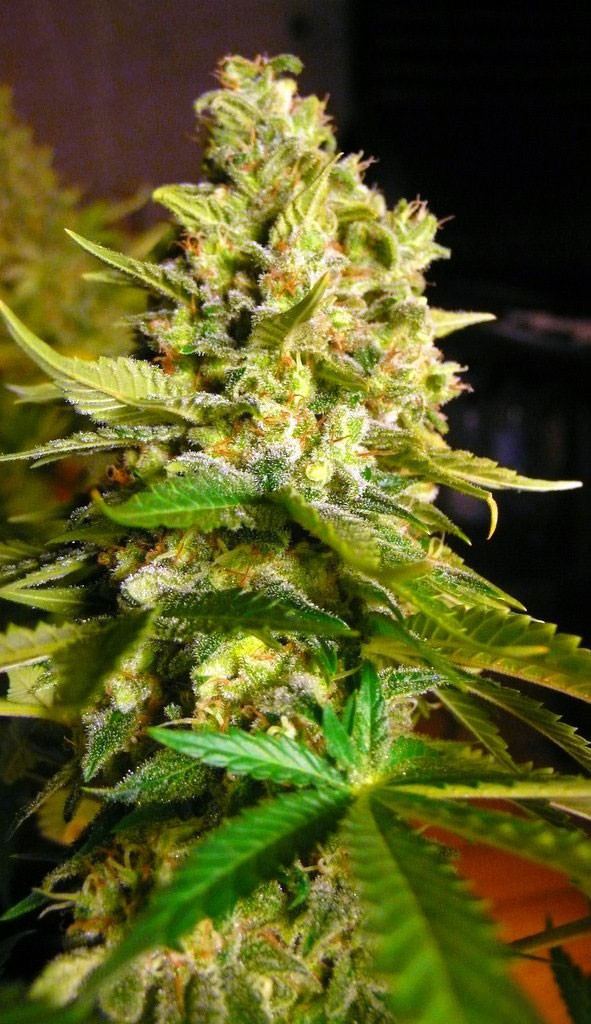 oaseeds.com