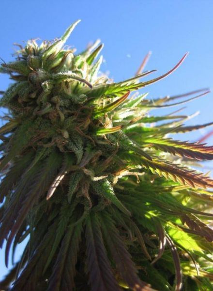 www.bcbuddepot.com