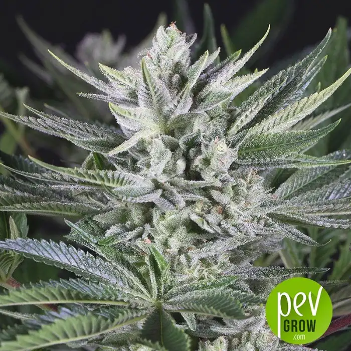 pevgrow.com