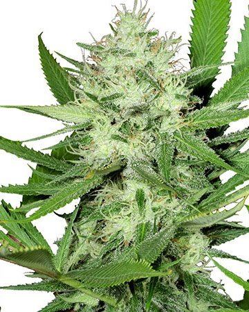www.theseedpharm.com