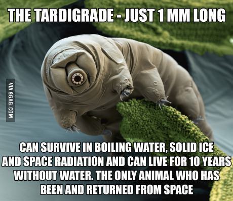 a7e27d5361ca074ee42050533856a186--absolute-zero-tardigrade.jpg
