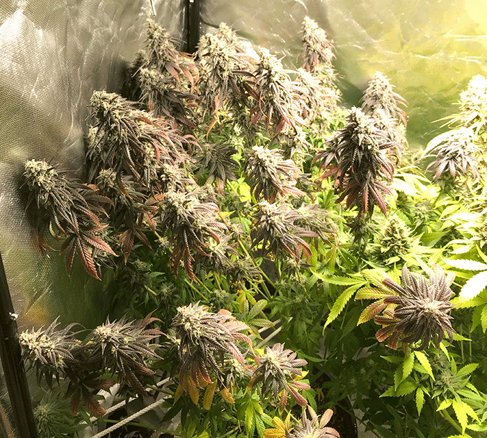 ElevenRosesStartWeek17Fullplant.png