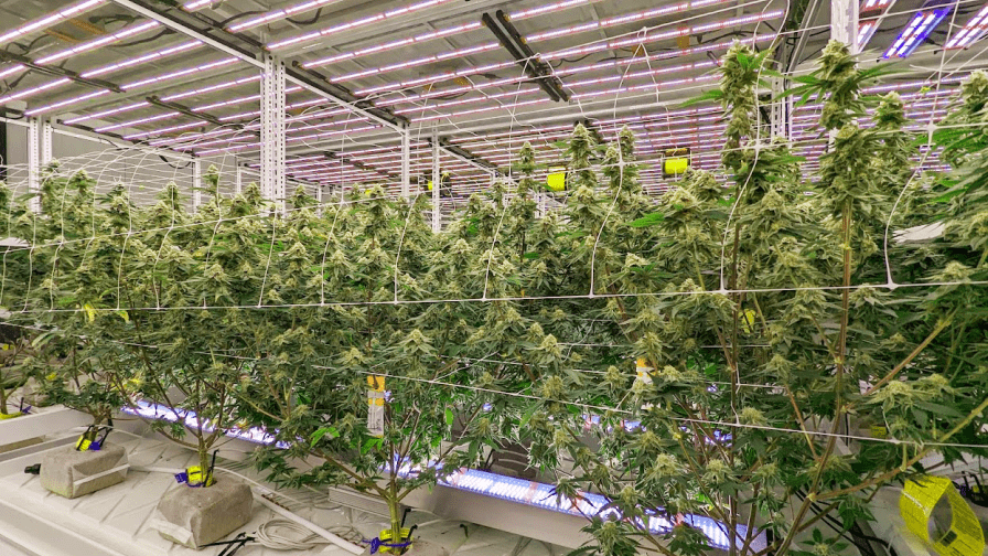 www.greenhousegrower.com