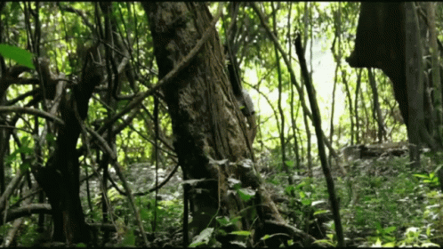aranye-bengali-film.gif