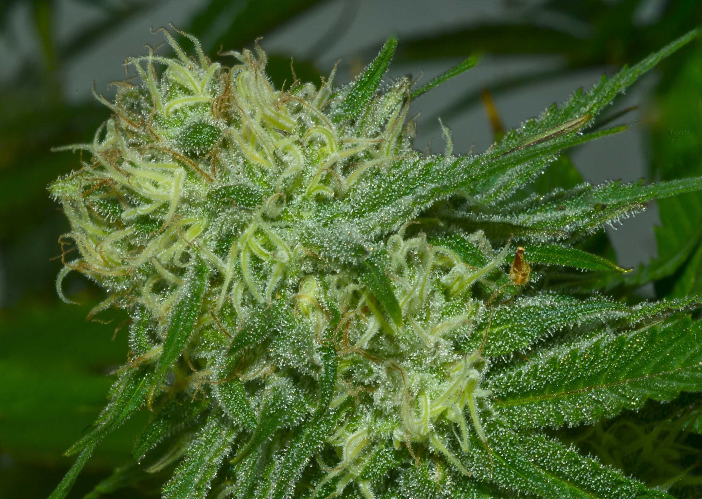 bigbudsmag.com