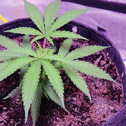 growdiaries.com