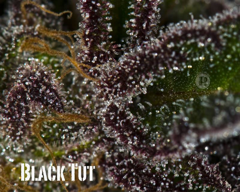 Black_Tut-macro.jpg