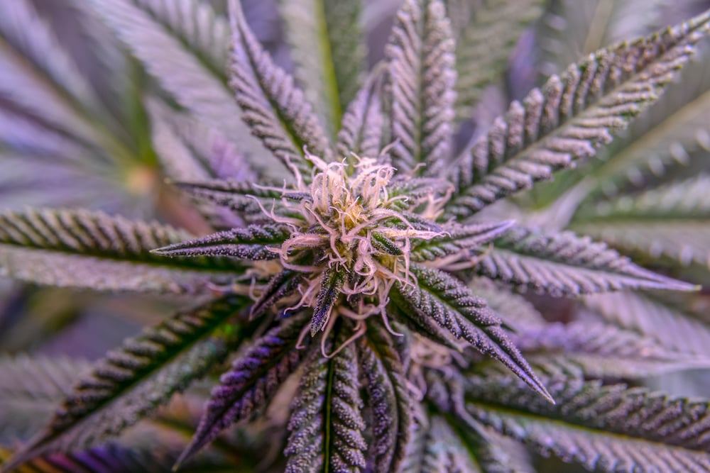 cannaflower.com